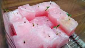 スポンジを土がわりにして室内で水耕栽培。パセリの種が次々に発芽しています。